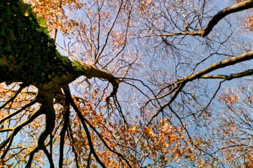 The sky through Fagus branches