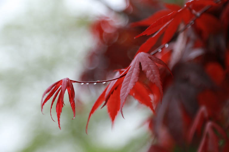Acer