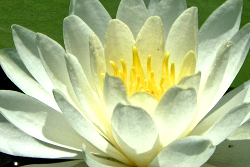 White water lily flower
