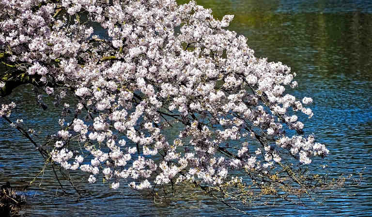 Country lake