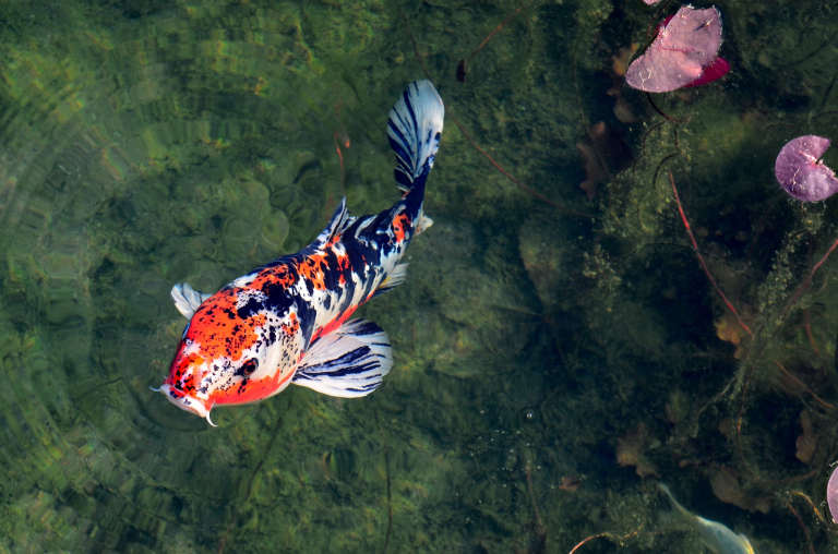Carp in pond