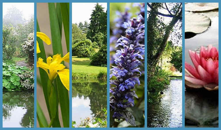 Water garden collage