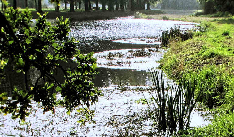 Country pond