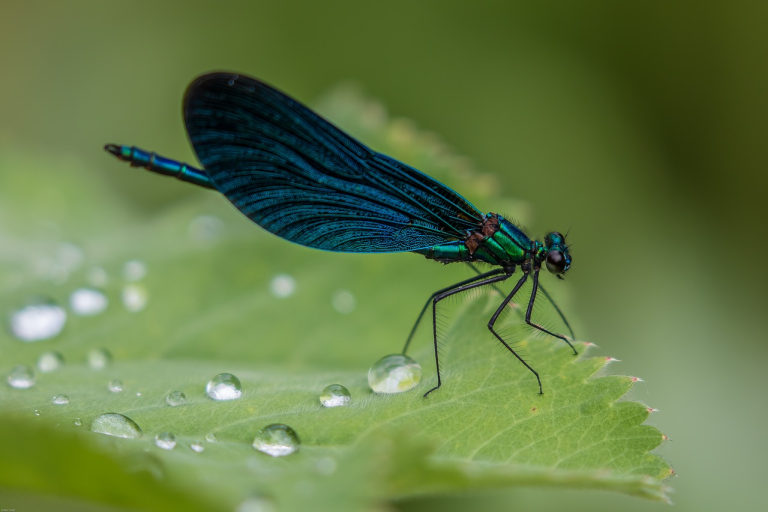Dragonfly