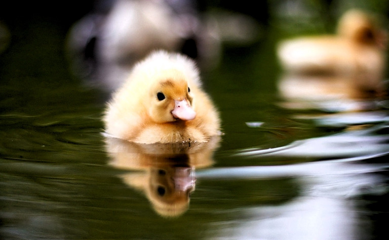 Duckling on pond