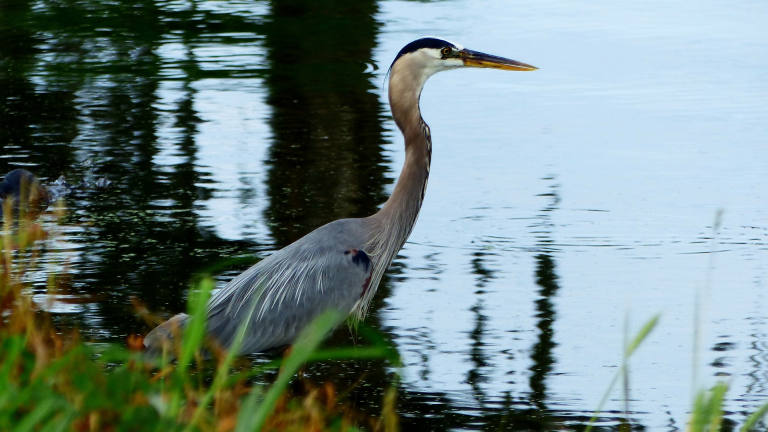 Heron on pond
