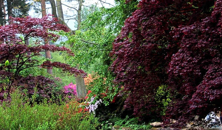 Overgrown water garden
