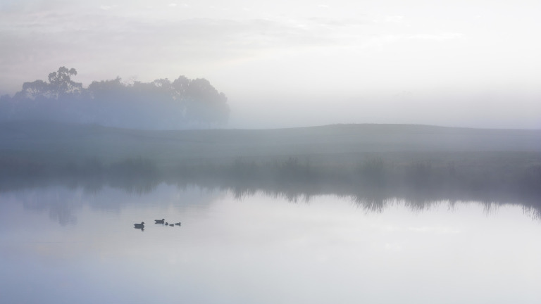 Mist over pond