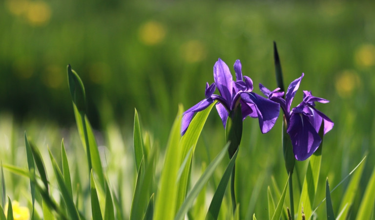 Pond side Iris