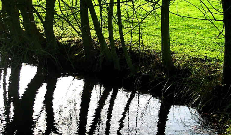 Trees on the bank of a pond