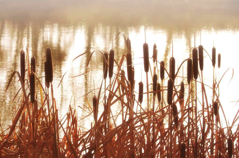 Lake plants