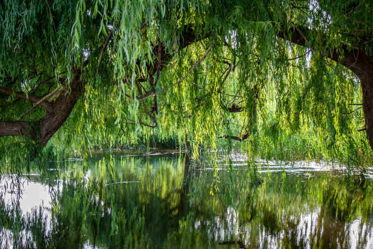 Weeping willow over pond