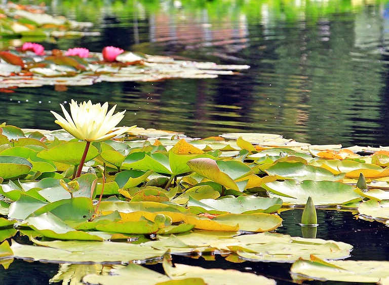 Water lilies in flower