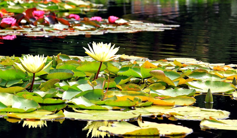 Pond rim