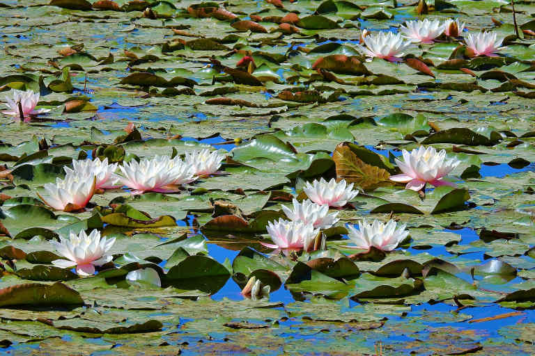 Water lilies