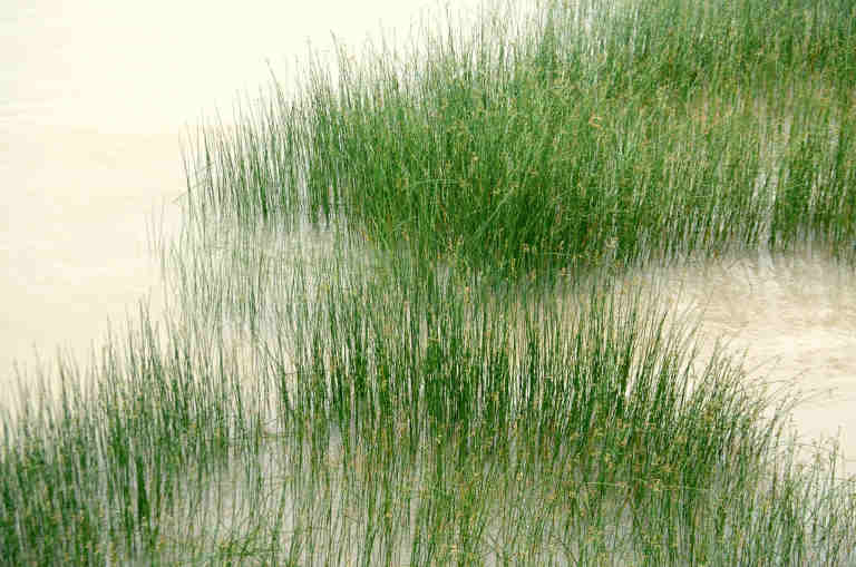 Flooded field