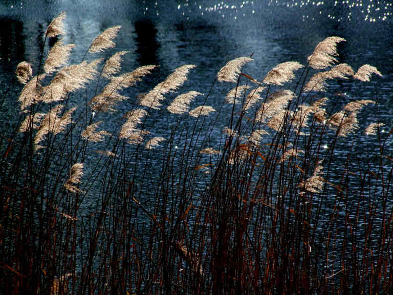 Grass seed heads against watery background